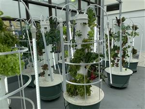 Adjacent to Ms. Virzi’s classroom, sits a well-organized, hydroponic farm. 