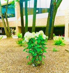  The principal saw the potential of the courtyard even though it was overgrown with weeds and moss